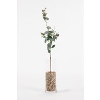 Artificial Large Eucalyptus Stem